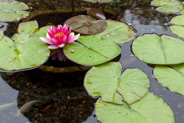 Water Lily (nymphaeaceae)