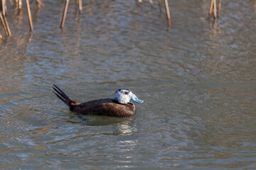 White-headed Duck (Oxyura leucocephala)