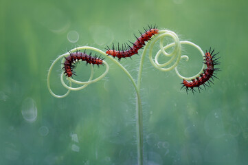 thre caterpillar on the stalk