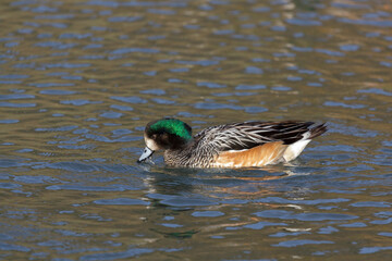 Chiloe Wigeon anas sibilatrix