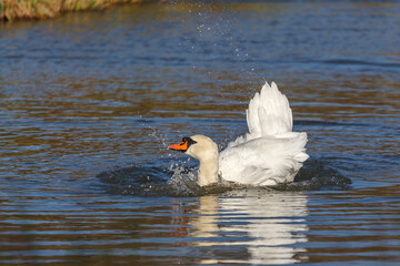 Mute Swan (Cygnus olor)