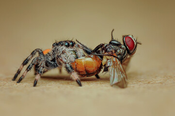 spider eating flies