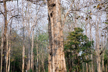 Tools for fighting forest fires in Thailand