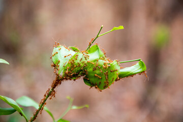 leaves on a branch and red ant