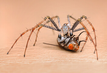 Spider eating Flies