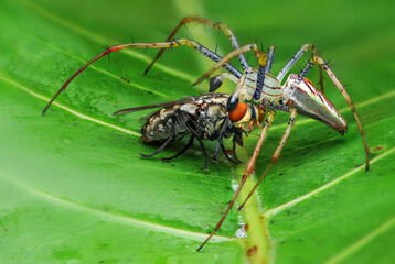 Spider eating flies