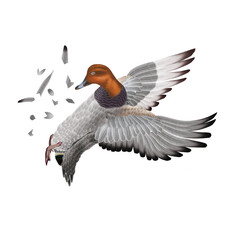 la chasse, tirer, canard, milouin, femelle, mâle, volant, ciel, vol, atteindre, tuer, oiseau, animal, nature, ailes, faune, bleu, ailes,   blanc, sauvage, mer,  oie, oie, empennage, liberté