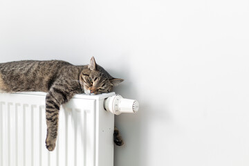 The cat lies on a heating radiator against the background of a gray wall. The cat warms up on the...