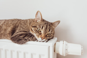 The cat lies on a heating radiator against the background of a gray wall. The cat warms up on the battery
