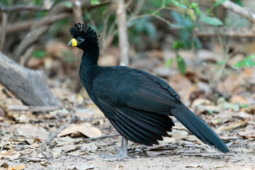 The Bare-faced curassow (Crax fasciolata)