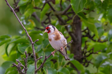 Der Stieglitz( Carduelis carduelis) auch Distelfink genannt. – Ein freilebender bunter Vogel, der auch in unserer Region(Norddeutschland) zu Hause ist.