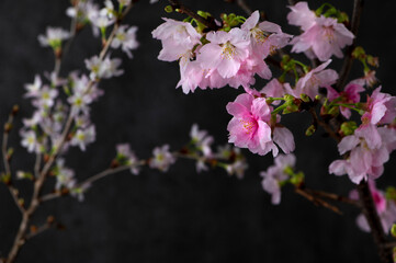 桜　陽光桜　彼岸桜