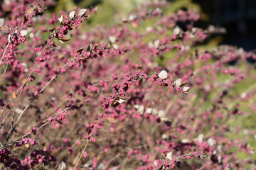 Fototapeta premium Coralberry