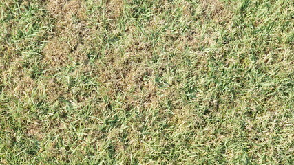 grass