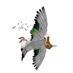 la chasse, tirer, canard, pilet, femelle, mâle, volant, ciel, vol, atteindre, tuer, oiseau, animal, nature, ailes, faune, bleu, ailes,   blanc, sauvage, mer,  oie, oie, empennage, liberté