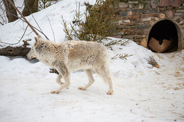 Portrait of a white arctic wolf in the winter forest. An old wolf with a sad look.