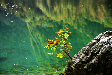 Ein kleines herbstliches Ahornbäumchen vor dem Türkisgrünen und klaren Obersee