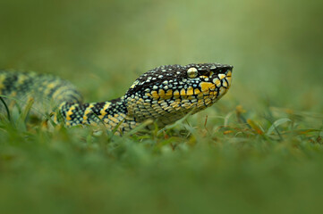 snake viper among the grass