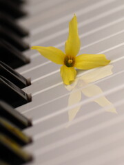 one forsythia flower lies on the piano keyboard, background showing the game