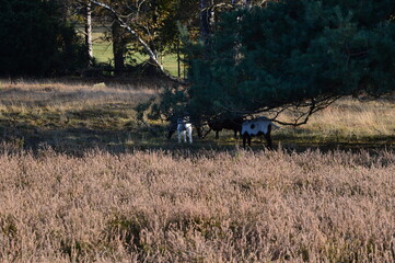 Fototapeta na wymiar Schafe im Herbst in der Tietlinger Heide, Niedersachsen