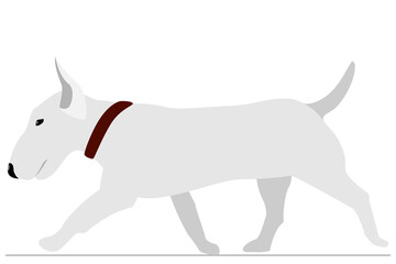 Bull terrier goes in a brown collar. Homemade pets for protection and protection. Vector, isolated on white, style flat.
