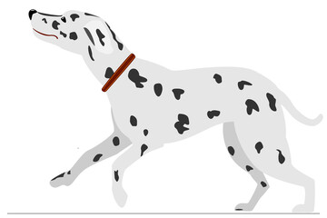 Dalmatian joyful runs. Homemade pet with black spots in fashionable collar. Vector, isolated on white, style flat.
