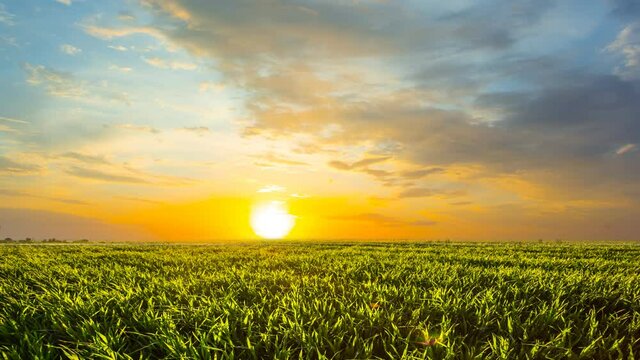 beautiful green rural field at the sunset, outdoor garden  time lapse scene