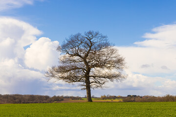 Fototapeta na wymiar Solitary oak tree in a field in early spring on a sunny day with a blue sky and white clouds. Much Hadham, Hertfordshire. UK