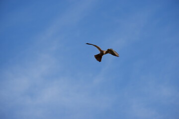 Falcon Hunting - Germany 2021