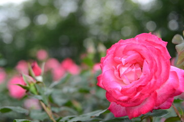 与野公園のバラ