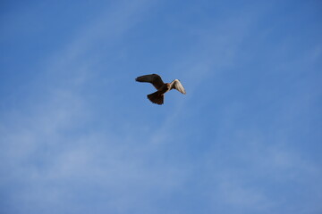 Falcon Hunting - Germany 2021