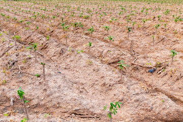 Tapioca fields on natural background, Grow cassava, Season of planting cassava, Summer agriculture, Cassava seedlings, tree Manioc, Ubikayu, Sampeu.