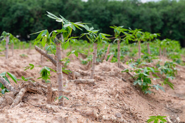 Tapioca fields on natural background, Grow cassava, Season of planting cassava, Summer agriculture, Cassava seedlings, tree Manioc, Ubikayu, Sampeu.