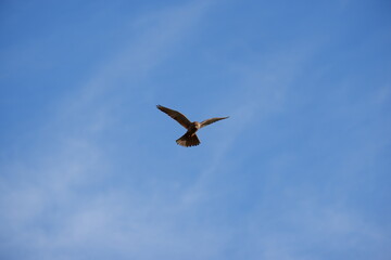Falcon Hunting - Germany 2021
