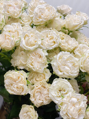 Beautiful white peony-shaped bush roses. Delicate spring bouquet of white flowers, romance