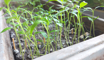 Bell pepper seedlings grow in a container. home garden. gardening.