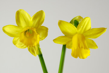 Blühende Narzisse