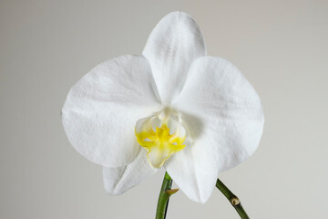 Weiße Orchidee 