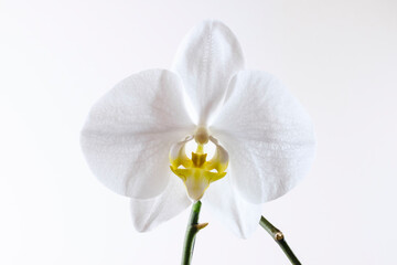 Weiße Orchidee 