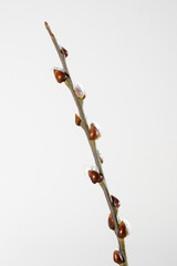 Blühende Salweide, Weidenkätzchen