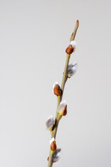 Blühende Salweide, Weidenkätzchen