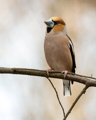  Kernbeisser,  natur, wild lebende tiere, tier, robin, finch, wild, bird, ast, frühling, baum,