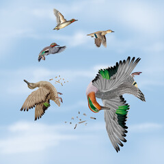 la chasse, tirer, canard, sarcelles , femelle, mâle, volant, ciel, vol, atteindre, tuer, oiseau, animal, nature, ailes, faune, bleu, blanc, sauvage, mer, oie, empennage, liberté