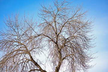 Fototapeta na wymiar Winter view of maple branches against the blue sky