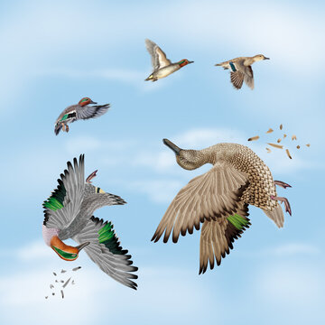la chasse, tirer, canard, sarcelles , femelle, m&acirc;le, volant, ciel, vol, atteindre, tuer, oiseau, animal, nature, ailes, faune, bleu, blanc, sauvage, mer, oie, empennage, libert&eacute;