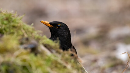 bird, natur, wild lebende tiere, tier, amsel, black, schnabel