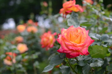 与野公園のバラ