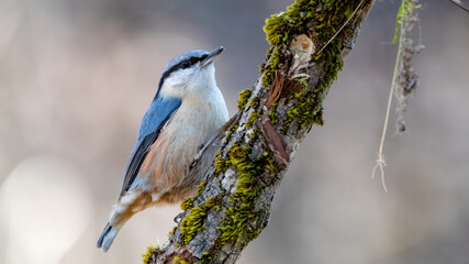 bird, natur, wild lebende tiere, tier, blau, ast, wild, baum, weiß, schnabel, gering, 