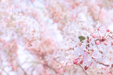 pink cherry blossom,Beautiful pink flower,free space,flower on soft pastel color in blur background,Natural Pink Thai cherry blossom,Cassia fistula tree blossom in spring season