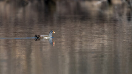 bird, wasser, ente, natur, see, wild lebende tiere, teich, tier, wild